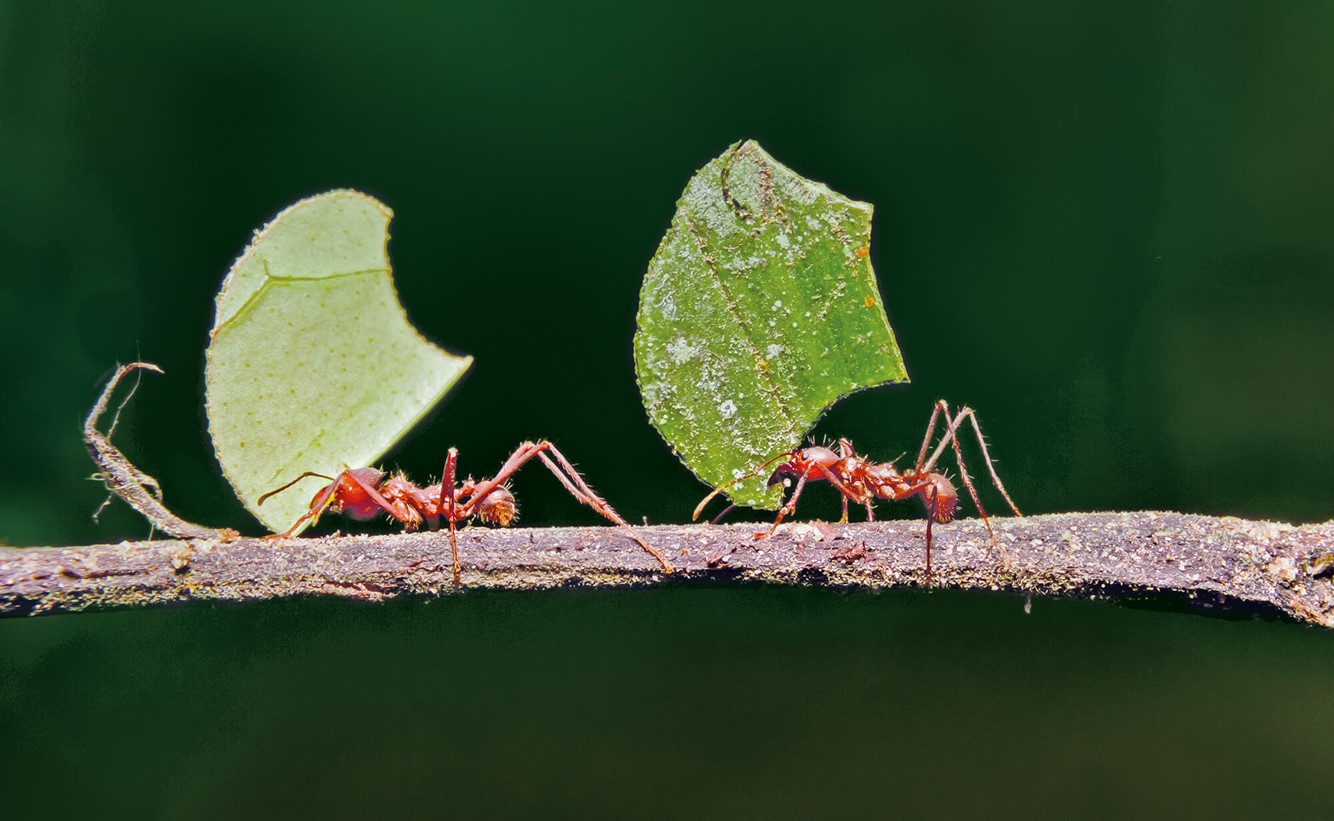 Zwei Ameisen auf dem Ast tragen Blätter